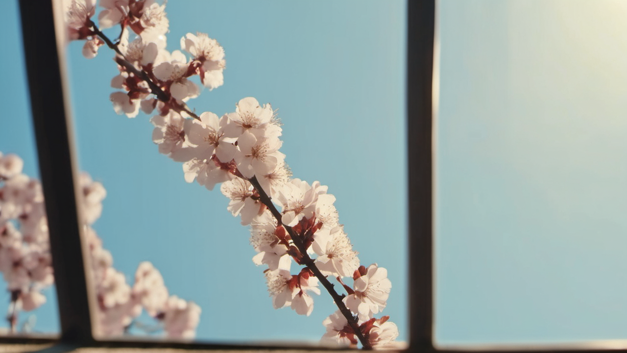 화양연화 뜻과 한자 풀이 — 네 글자에 담긴 '가장 빛나는 시절' 이야기 - 언제 어떻게 쓰는 말일까
